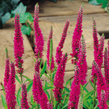 Veronica spicata 'Red Fox'