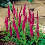 Veronica spicata 'Red Fox'