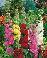 Alcea rosea 'Chater's Double' Mix