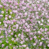 Gypsophila paniculata 'Flamingo'