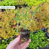 Gypsophila paniculata 'Flamingo'