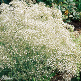 Gypsophila paniculata