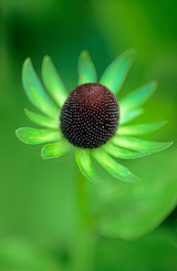 Rudbeckia Green Wizard