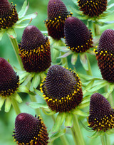 Rudbeckia Green Wizard