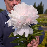 Paeonia 'Alba Plena'