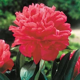 Paeonia lactiflora 'Rubra Plena'