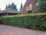 Hornbeam Hedging