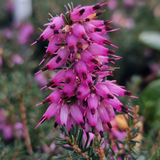Erica dararleyensis. 'J.W. Porter' (Pink)