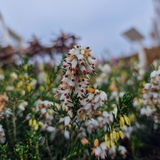 Erica darleyensis. 'White Perfection'