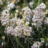 Erica darleyensis. 'White Perfection'