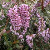 Erica darleyensis. 'Darleys Dale' (Lilac)