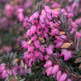 Erica darleyensis. 'Kramer's Rote' (Red)