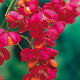 Euonymus europaeus 'Red Cascade'