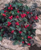 Gaultheria procumbens
