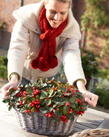 Gaultheria procumbens