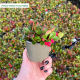 Gaultheria procumbens