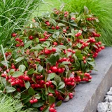 Gaultheria procumbens