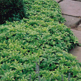 Pachysandra terminalis