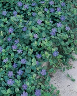 Vinca minor