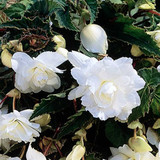Begonia Giant Cascading Exhibition White