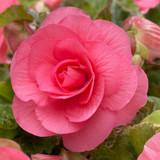 Begonia Double Pink 5/6cm