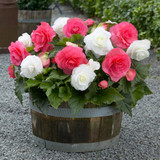 Begonia Double Pink 5/6cm