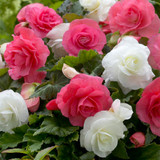 Begonia Double Pink 5/6cm