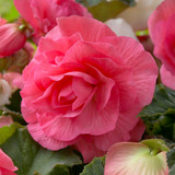 Begonia Double Exhibition Pink 5/6cm