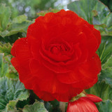 Begonia Double Scarlet 5/6cm