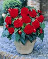 Begonia Double Scarlet 3/4cm
