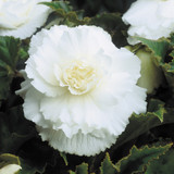 Begonia Double Exhibition White 5/6cm