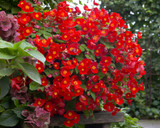 Begonia Multiflora Flamboyant