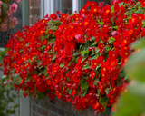 Begonia Multiflora Flamboyant