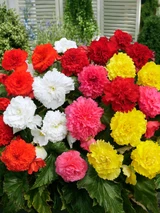Begonia Fancy Frills Mix