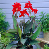 Canna Black Knight