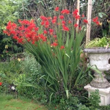 Crocosmia Lucifer