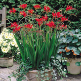 Crocosmia Lucifer