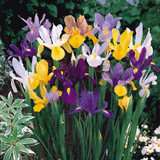 Dutch Iris Hollandia Mixed 7-8cm