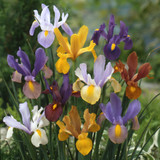 Dutch Iris Hollandia Mixed 7-8cm