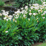 Zantedeschia aethiopica 12/14cm