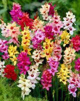 Ixia Mixed