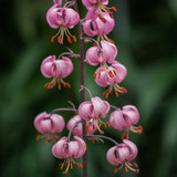 Lilium Martagon Pink