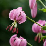 Lilium Martagon Pink