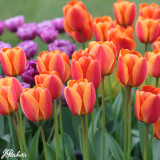 Tulip 'Apeldoorn Elite'