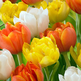 Tulip 'Monte Carlo'