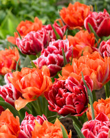 Tulip William Of Orange