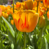 Tulip 'Olympic Flame'