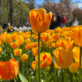 Tulip 'Olympic Flame'