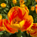 Tulip Olympic Flame