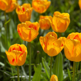 Tulip 'Olympic Flame'